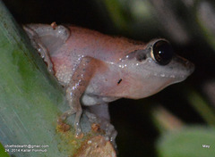 Pseudophilautus kani