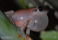 Pseudophilautus kani