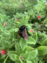 Xylocopa sonorina