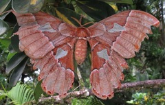 Rothschildia triloba