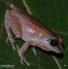Pseudophilautus kani