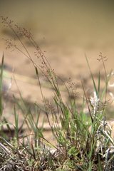 Dichanthelium meridionale
