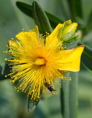 Hypericum kalmianum