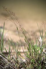 Dichanthelium meridionale