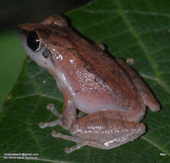 Pseudophilautus kani