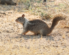 Otospermophilus beecheyi