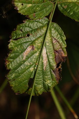 Coptotriche marginea