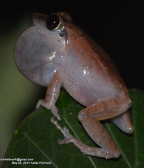 Pseudophilautus kani