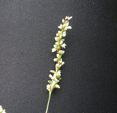 Persicaria setacea