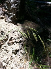Bromus laevipes