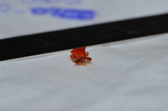 Clinolabus funicularis