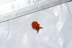 Clinolabus funicularis