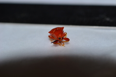 Clinolabus funicularis