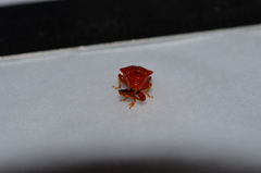 Clinolabus funicularis