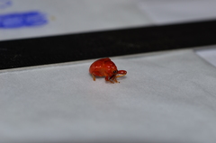 Clinolabus funicularis