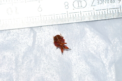 Clinolabus funicularis