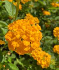 Lantana