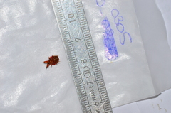 Clinolabus funicularis