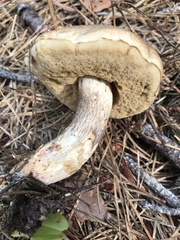 Retiboletus vinaceipes