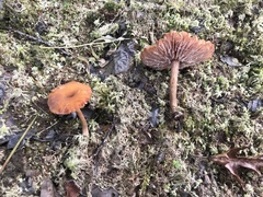 Laccaria laccata pallidifolia