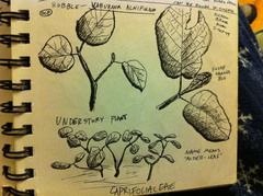 Viburnum lantanoides