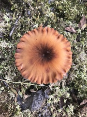 Laccaria laccata pallidifolia