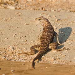 Sceloporus uniformis