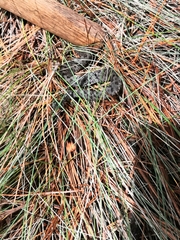 Crotalus intermedius intermedius