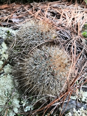 Mammillaria discolor