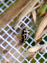 Anisosticta bitriangularis