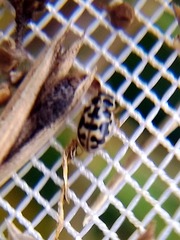 Anisosticta bitriangularis