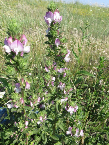 Field restharrow (Ononis arvensis)