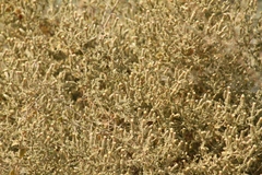 Brickellia microphylla