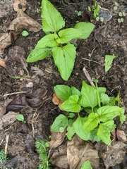 Conoclinium coelestinum