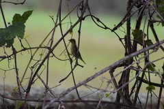 Setophaga castanea