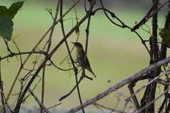 Setophaga castanea