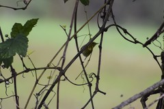 Setophaga castanea