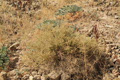 Brickellia microphylla