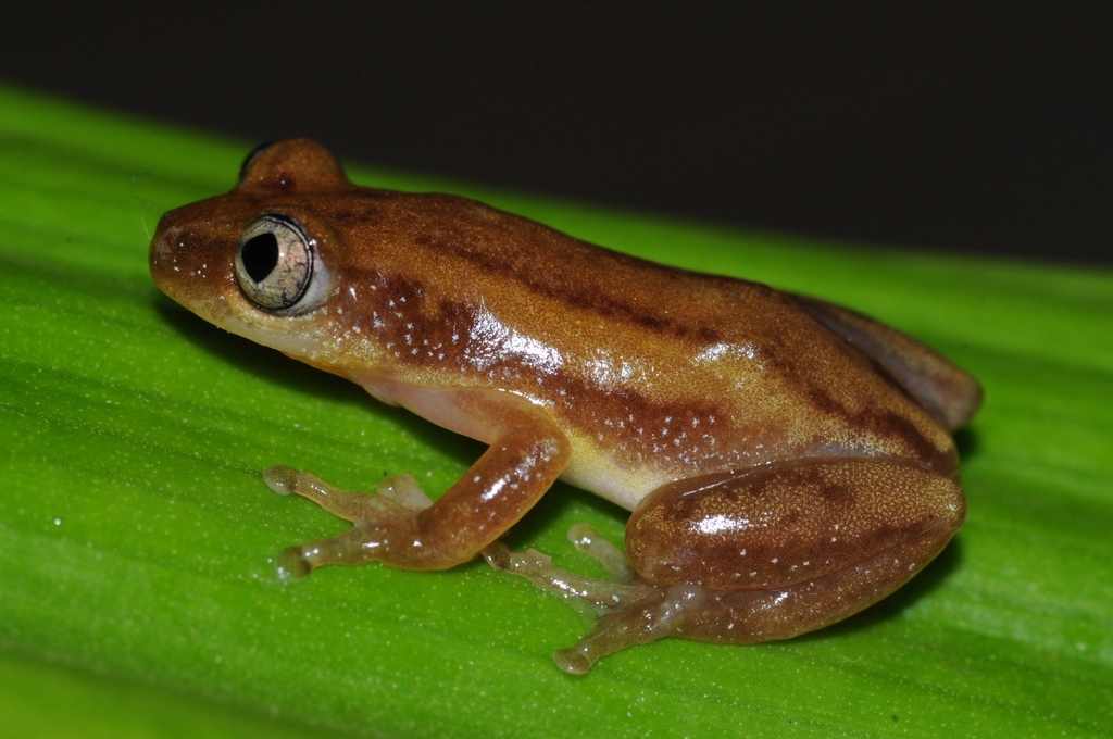 Lesser Banana Frog
