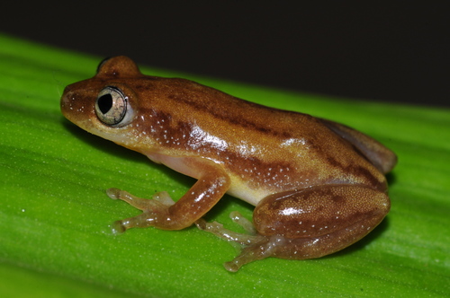 Short-legged Spiny Reed Frog - Photo no rights reserved, uploaded by Marius Burger