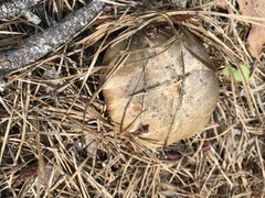 Retiboletus vinaceipes