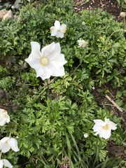 Anemonoides sylvestris