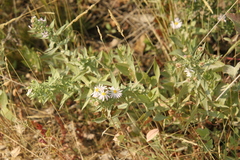 Symphyotrichum bracteolatum