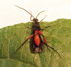 Alabagrus texanus