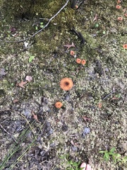 Laccaria laccata pallidifolia