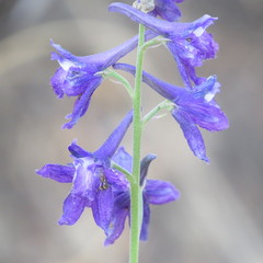 Delphinium andesicola