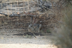 Lepus californicus