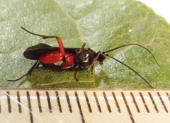 Alabagrus texanus