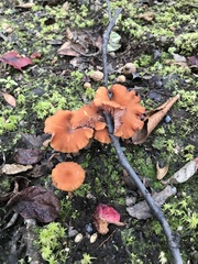 Laccaria laccata pallidifolia