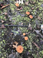 Laccaria laccata pallidifolia